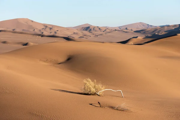 Vista Desde Naturaleza Paisajes Dasht Lut Desierto Sahara Con Árbol — Foto de Stock