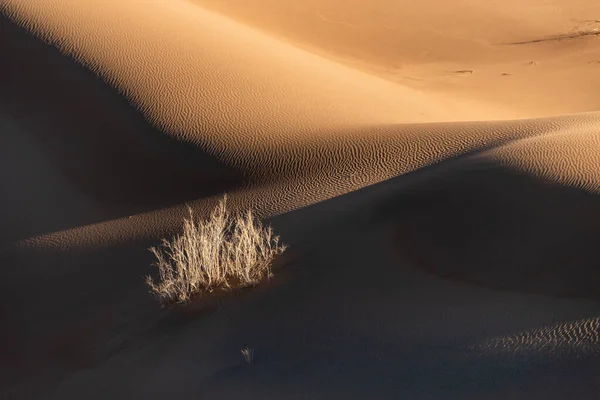 Pohled Přírody Krajiny Dasht Lut Nebo Sahara Pouště Tamarisk Stromy — Stock fotografie