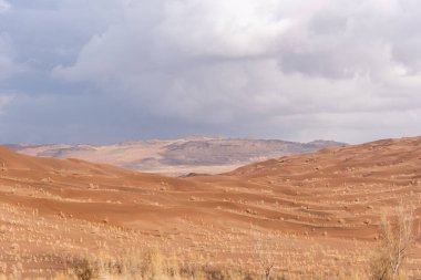 Çürük tamarisk ağacı olan doğa ve manzara manzaralı bir yer ya da sahara çölü. Orta Doğu Çölü