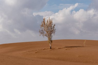 Çürük tamarisk ağacı olan doğa ve manzara manzaralı bir yer ya da sahara çölü. Orta Doğu Çölü