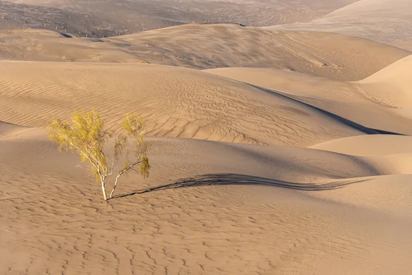 Вид Природы Ландшафтов Пустыни Дешт Лут Сахара Тамариском Деревьев Ближневосточная — стоковое фото