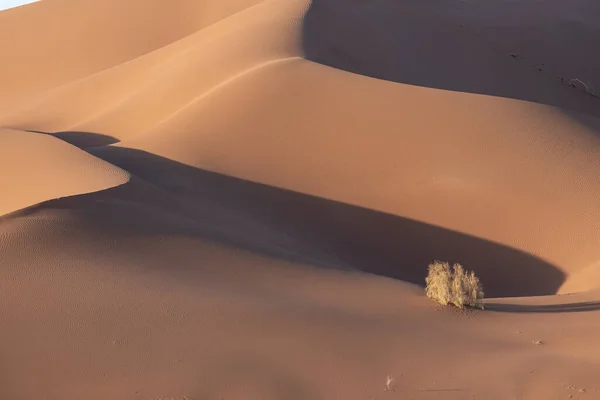 タマリスクの木が茂る大自然や沙羅砂漠の風景からの眺め 中東砂漠 — ストック写真