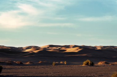 Çürük tamarisk ağacı olan doğa ve manzara manzaralı bir yer ya da sahara çölü. Orta Doğu Çölü