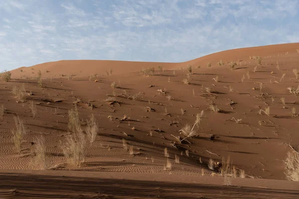 Vue Nature Des Paysages Dasht Lut Désert Sahara Avec Tamaris — Photo