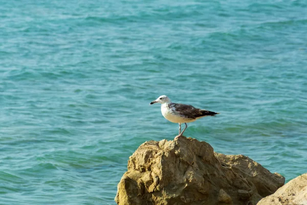 苍鹭在海滩上的岩石上 背景是海浪 — 图库照片