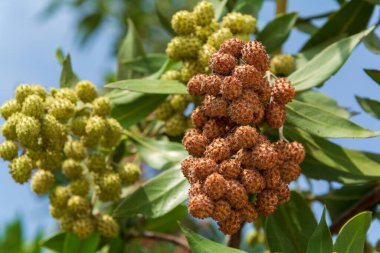 Taze ve sağlıklı yeşil yaprakları ve tohumları olan hızlı büyüyen mangrov ağacı ya da Conocarpus erectus ağacı