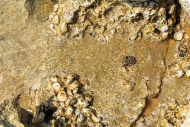 Chitons kabuğu ve istiridye fosili kayalık kıyılarda veya kayalıklarda görülüyor. Polyplacophora sınıfı deniz yumuşakçasıdır, Amphineura, deniz beşiği veya posta kabuğu, chabahar, iran olarak bilinir..