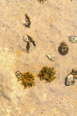 Chitons kabuğu ve istiridye fosili kayalık kıyılarda veya kayalıklarda görülüyor. Polyplacophora sınıfı deniz yumuşakçasıdır, Amphineura, deniz beşiği veya posta kabuğu, chabahar, iran olarak bilinir..