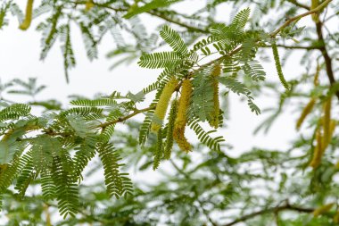 İran 'ın Chabahar ilinde yapraklarla çiçek açan Prosopis juliflora ağacı. Prosopis juliflora, Fabaceae familyasından bir ağaç türü..