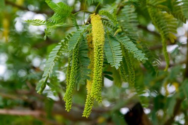 İran 'ın Chabahar ilinde yapraklarla çiçek açan Prosopis juliflora ağacı. Prosopis juliflora, Fabaceae familyasından bir ağaç türü..