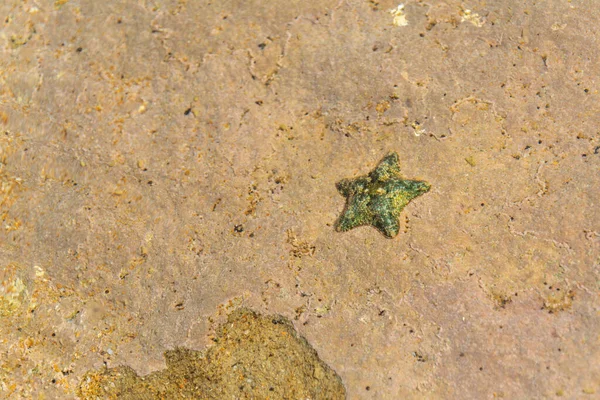 Beautiful Small Green Starfish Lies Beach Rock Water Washed Clear — Stock Photo, Image