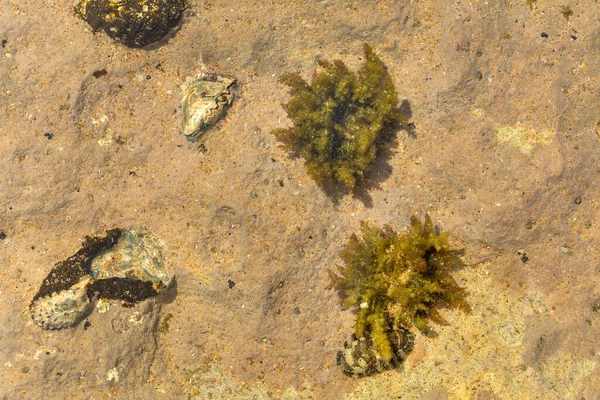 Chitons kabuğu ve istiridye fosili kayalık kıyılarda veya kayalıklarda görülüyor. Polyplacophora sınıfı deniz yumuşakçasıdır, Amphineura, deniz beşiği veya posta kabuğu, chabahar, iran olarak bilinir..