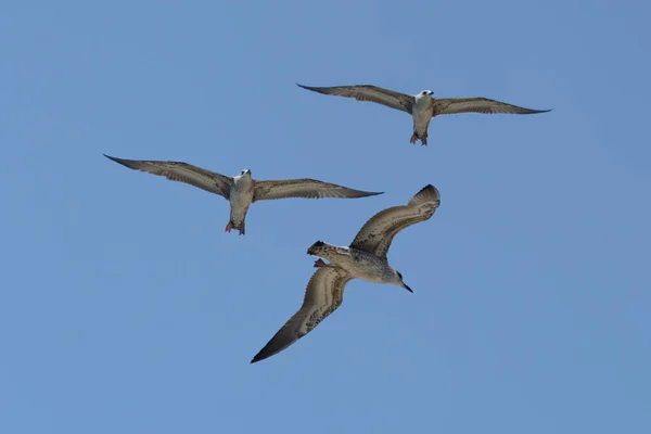 Sekelompok Heron Terbang Melawan Langit Biru — Stok Foto