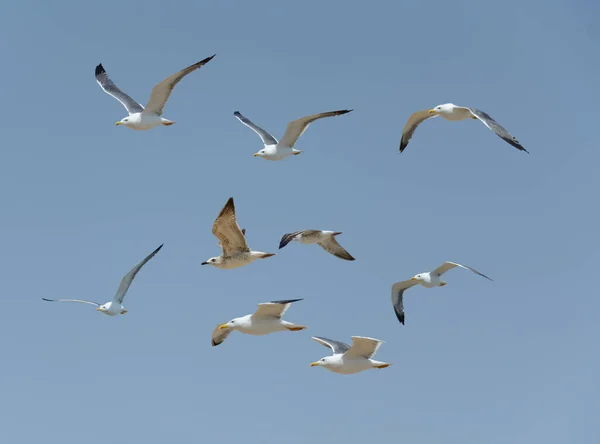 Grupp Herons Som Flyger Mot Blå Himmel — Stockfoto