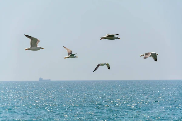 一群猛禽在蓝天下飞翔 — 图库照片