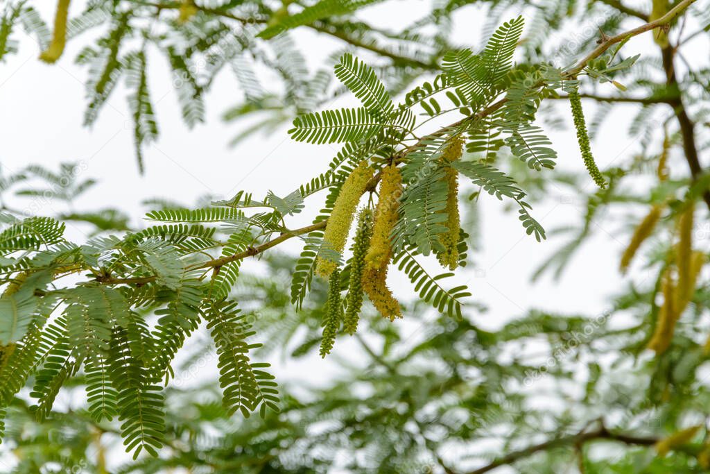 Prosopis juliflora tree flowering with leaves in chabahar province, iran. Prosopis juliflora is a shrub or small tree in the family Fabaceae, a kind of mesquite.