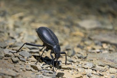 Calosoma maderae, Carabinae familyasından bir kara böcek türü.