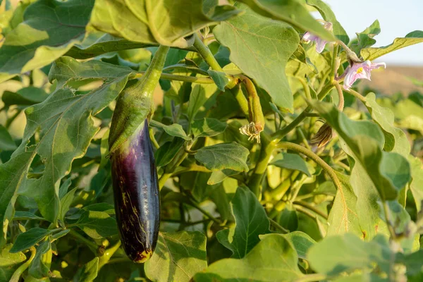 庭の植物からぶら下がっているナス 新鮮な有機ナスのオーベルジンとそれに朝の光とその花 土壌中で生育する紫のオーベルギンからの眺め — ストック写真