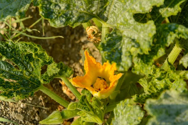 オレンジ色の花を成長させ 野菜園にアリを持つカボチャの花を持つCourgette植物またはCucurbita Pepo — ストック写真