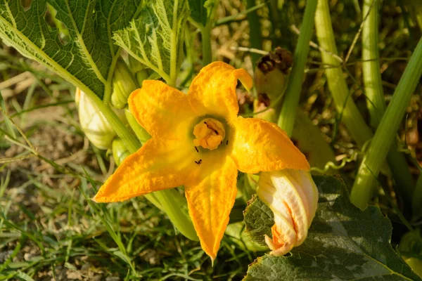 オレンジ色の花を成長させ 野菜園にアリを持つカボチャの花を持つCourgette植物またはCucurbita Pepo — ストック写真