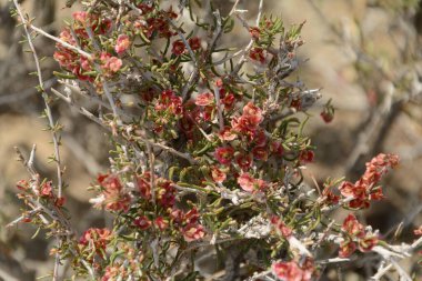 Arkaplanda gökyüzü olan örümcek ağından etkilenmiş pembe bougainvillea çiçeği