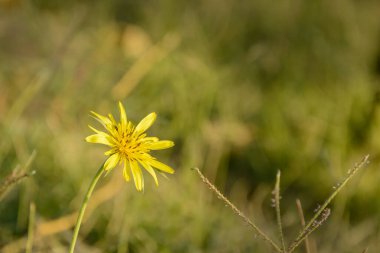 Meadow Salsify çiçeği Tragopogon pratensis L olarak da bilinir, aynı zamanda çayırda keçi sakalı olarak da bilinir. Arkaplanı bulanık sarı çiçeğin yakın plan görüntüsü