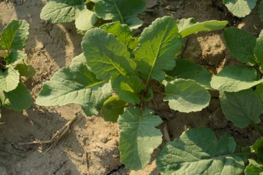 Küçük şalgam manzarası, yeşil yapraklar sabah ışıklarıyla tarlada büyüyor.