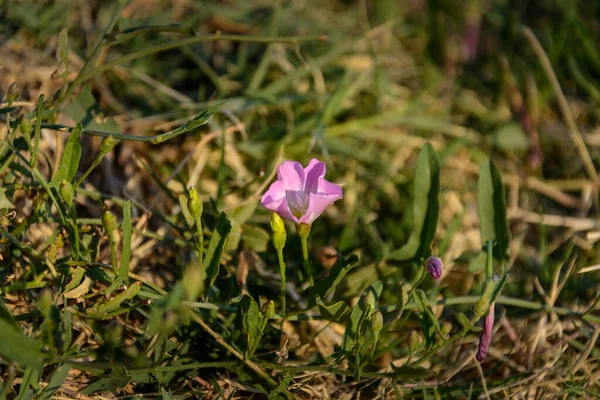 Haricot Fleurs Fleuries Convolvulus Arvensis Dans Une Prairie Été Avec — Photo