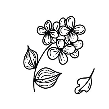 Bitkilerle, çiçeklerle, otlarla, bir sürü cilt bakımıyla. Doğrusal vektör çizimi. El çizimi semboller ve tarz nesneler. Çıkartma, dekor, boyama kitabı, logo için basit, siyah çizim