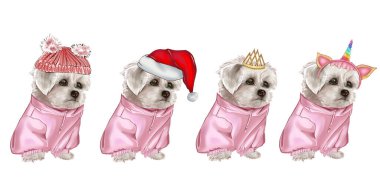 Beyaz köpek yeni yıl kıyafetleri giymiş. Noel hayvanı. Beyaz süs köpeği. Bichon Frize. Maltaca.