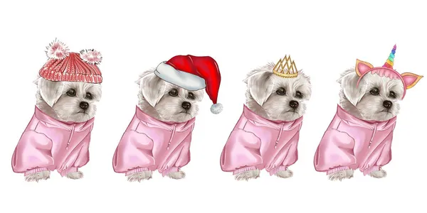 新年の衣装を着た白い犬。クリスマスペット。白いラップドッグ。ビション・フリーズ。マルタ. — ストック写真