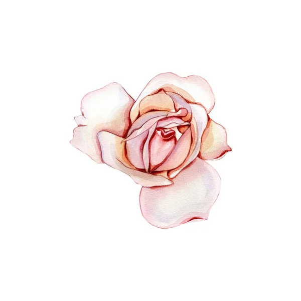 Watercolor illustration of a delicate pink rose. Botanical illustration. — Zdjęcie stockowe