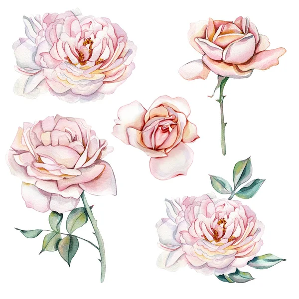 Set of watercolor botanical illustrations of delicate pink rose. Five colors. — Stockfoto