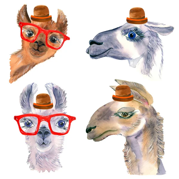 Ensemble Jolis Lamas Dessinés Main Dans Chapeau Des Lunettes Mexicaines — Photo