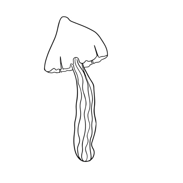 Містичний малюнок. Ескіз гриба з агару. Чорно-білий . — стоковий вектор