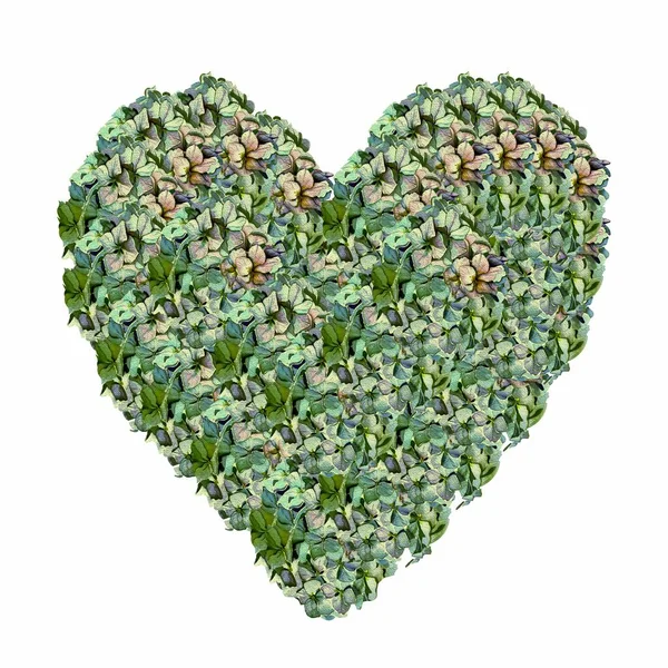 Happy Valentines Day hydrangea heart filled isolated background. — Stock Photo, Image
