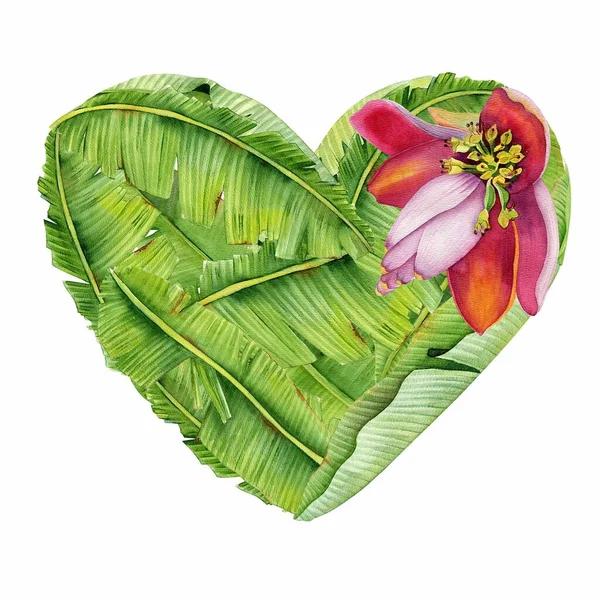 Banánová Květina Zanechává Akvarel Srdce Šťastný Valentýn Srdce Plné Jarních — Stock fotografie