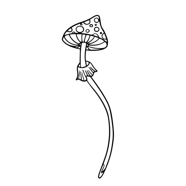 Mystieke Tekening Vlieg Agaric Paddenstoel Schets Zwart Wit Vector Illustratie — Stockvector