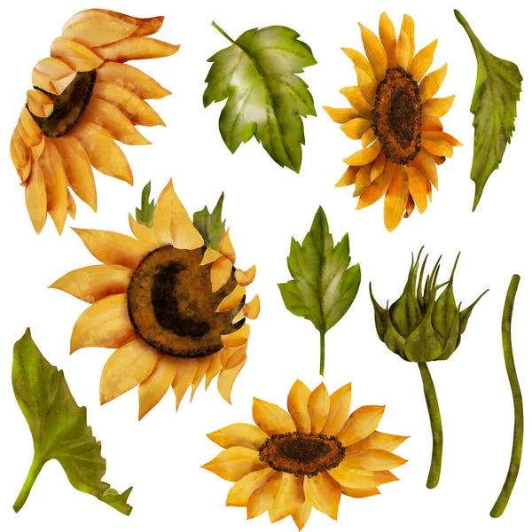 Slunečnice Slunečnicové Pupeny Velký Set Podzimní Barvy Slunečnice Botanická Malba — Stock fotografie