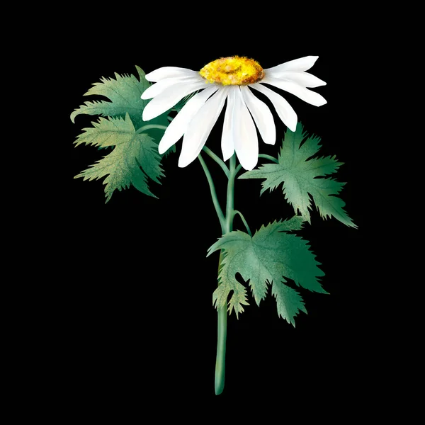カモミールは白い背景に隔離された 黄色い中心と白い花弁を持つ日当たりの良い花 緑の葉 ハーブの手描きイラスト 画像だ 文房具 — ストック写真