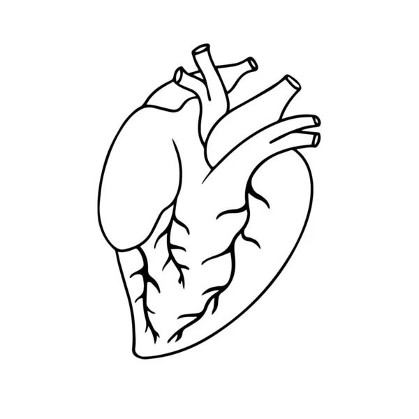 现实的心脏图标孤立在白色背景 人的心脏解剖正确手绘线条艺术和涂鸦 闪光纹身或平面设计矢量插图 — 图库矢量图片