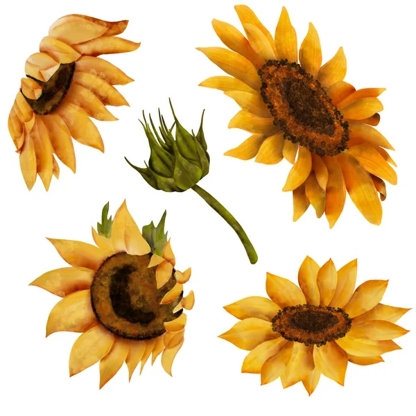 Große Menge Sonnenblumen Gelbe Sommerblumen Sonnige Blume Knospen Handgezeichnete Zeichnung — Stockfoto