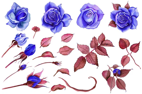 Aquarelbloemen Klassiek Blauw Blauwe Roos Bordeaux Groen Bloemen Illustratie Blauwe — Stockfoto