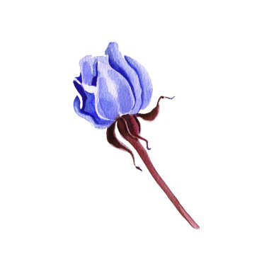 Suluboya çiçekler. Klasik mavi, mavi gül, bordo yeşili. Çiçek desenli mavi gül. Çiçek dalları beyaz arka planda izole edilmiş. Yapraklar ve tomurcuklar. Düğün veya tebrik kartı için hoş bir kompozisyon.