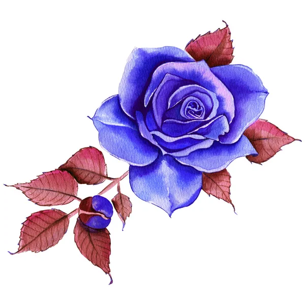 Watercolor Flowers Classic Blue Blue Rose Burgundy Green Floral Illustration — Stock Photo, Image