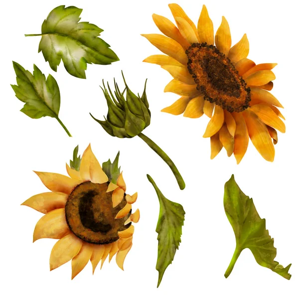 Velké Slunečnice Žluté Letní Květiny Slunečné Květiny Pupeny Ručně Kreslená — Stock fotografie