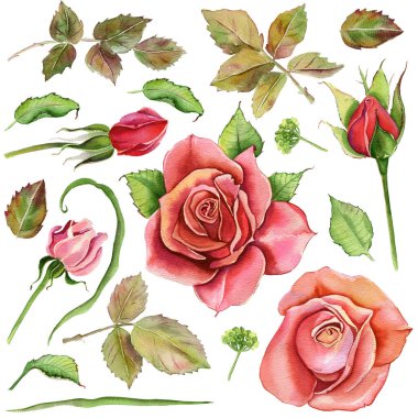 Suluboya çiçekler. Klasik pembe gül, yeşil yapraklı. Pembe bir gülün çiçek çizimi. Beyaz arka planda izole edilmiş bir çiçek dalı. Yapraklar ve tomurcuklar. Düğün veya tebrik kartı için hoş bir kompozisyon.
