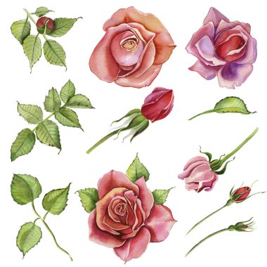 Suluboya çiçekler. Klasik pembe gül, yeşil yapraklı. Pembe bir gülün çiçek çizimi. Beyaz arka planda izole edilmiş bir çiçek dalı. Yapraklar ve tomurcuklar. Düğün veya tebrik kartı için hoş bir kompozisyon.