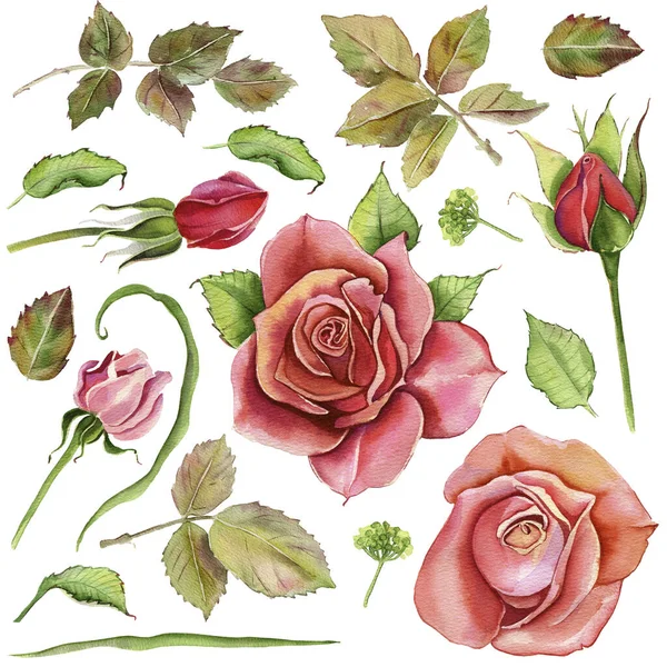 Akwarelowe Kwiaty Klasyczna Różowa Róża Zielone Liście Ilustracja Kwiatowa Różowej — Zdjęcie stockowe