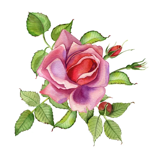 Aquarelbloemen Klassieke Roze Roos Groen Blad Bloemen Illustratie Van Een — Stockfoto